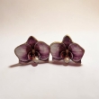 Purple little orchids