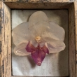 Orchidee ring