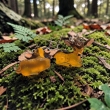 Hertjes 